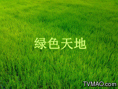 重庆电视台绿色天地