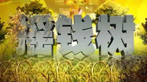 广东电视台二套珠江频道摇钱树